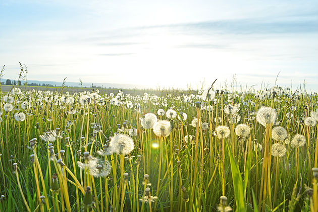 WHY YOU SHOULD PREP FOR FALL ALLERGIES NOW